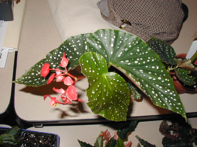 B. ‘Virginia Kettler’